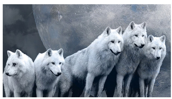 新時(shí)代的狼性精神！