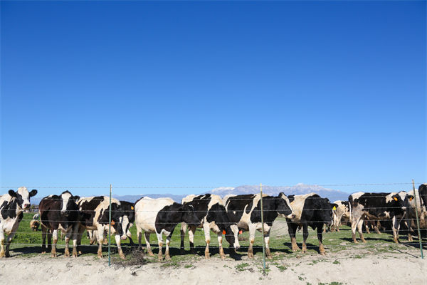 常溫純牛奶中禁止添加復(fù)原乳，集成供應(yīng)鏈怎么看？